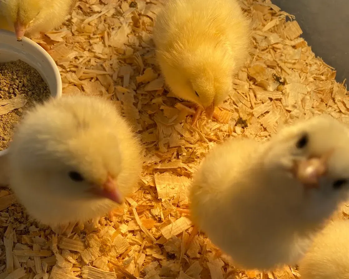 Curious chicks looking up at the camera from the wood shavings