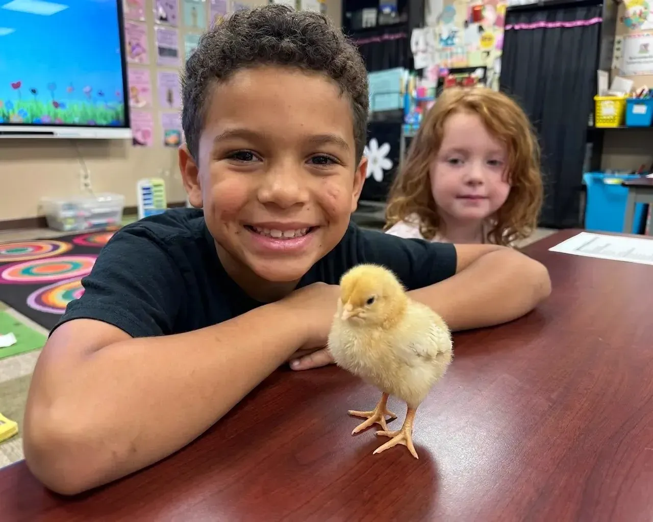 A boy with a chick in his classroom