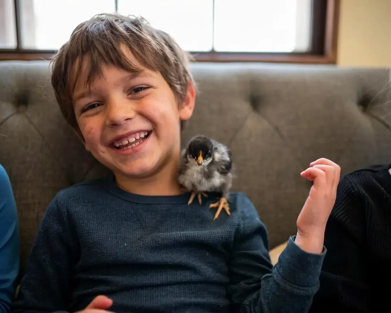 A laughing boy on the couch with a black chick on his shoulder