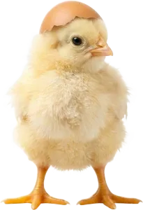 A chick hatching with its eggshell on its head