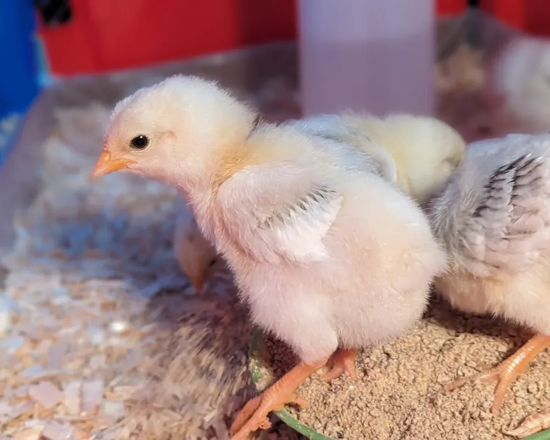 Fluffy chicks standing in a green feed dish in the brooder