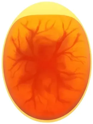 Egg candled on day 12