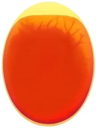 Egg candled on day 18