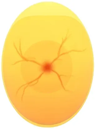 Egg candled on day 4