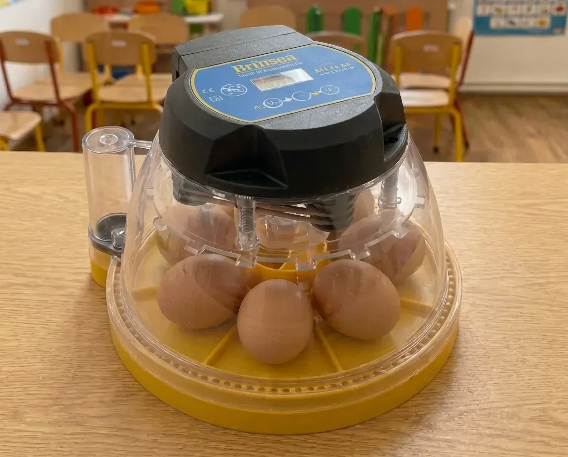 The egg incubator with brown eggs inside, set up on a table in a classroom