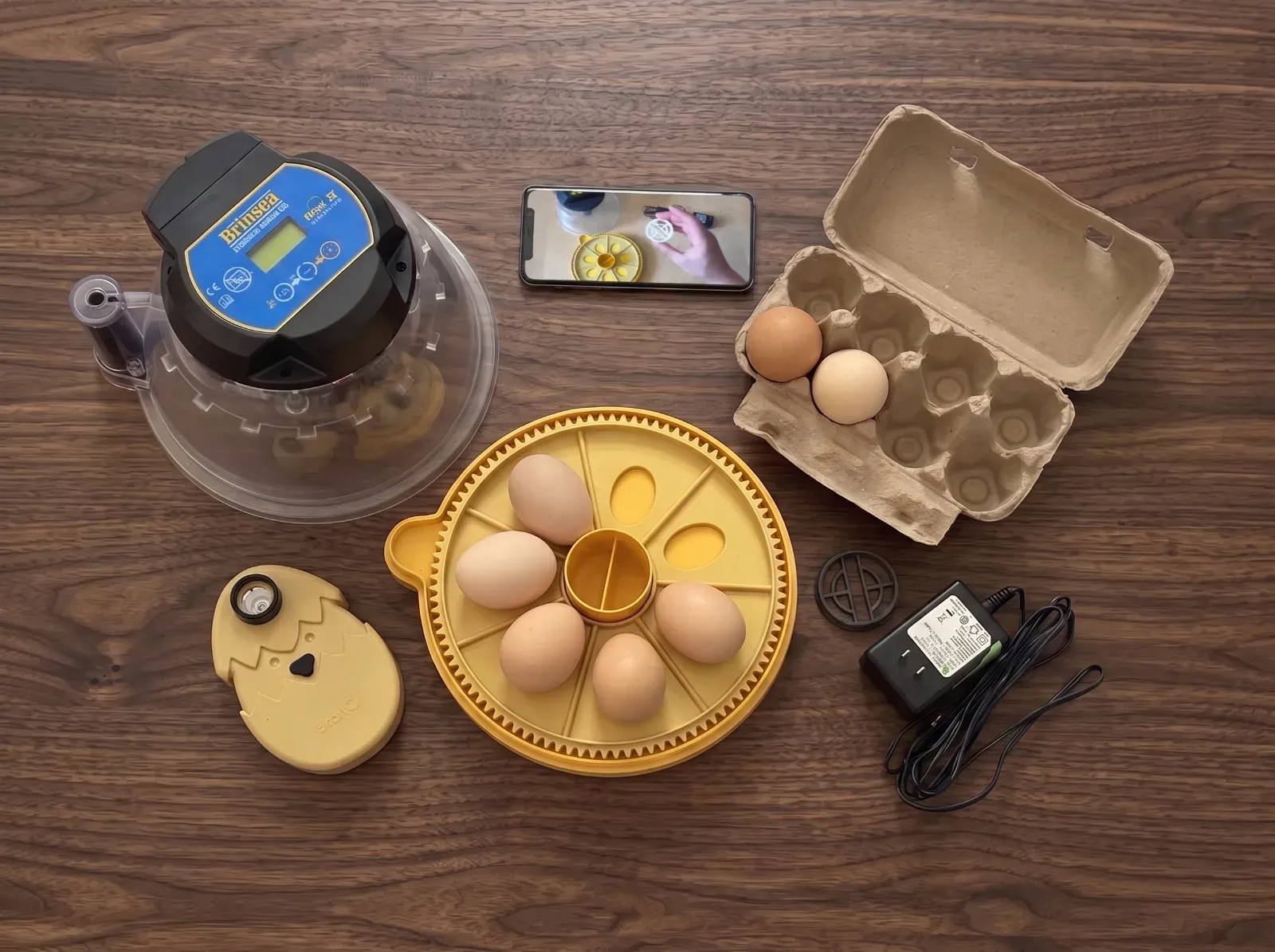 The family hatching kit laid out on a wooden table: incubator, egg tray with seven eggs, candler, egg carton and power adapter