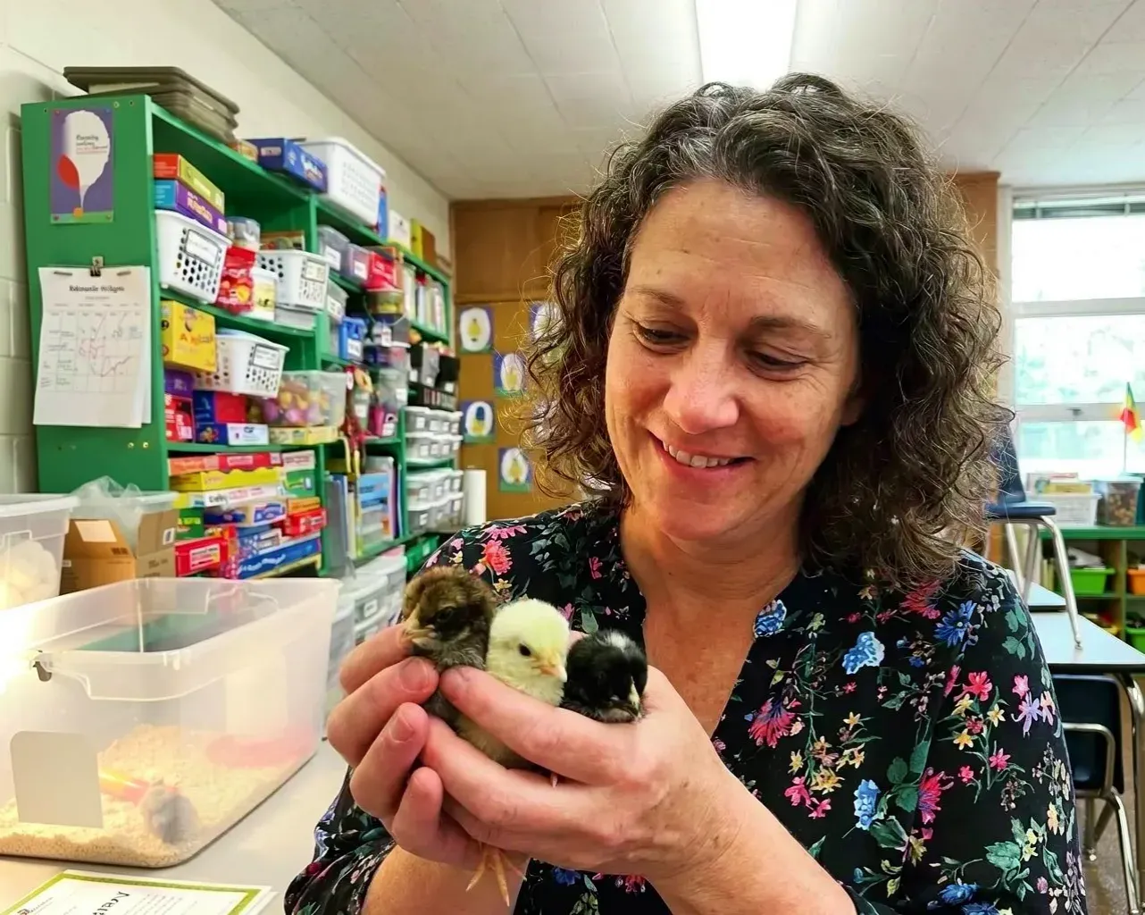 A teacher holding three chicks in her classroom