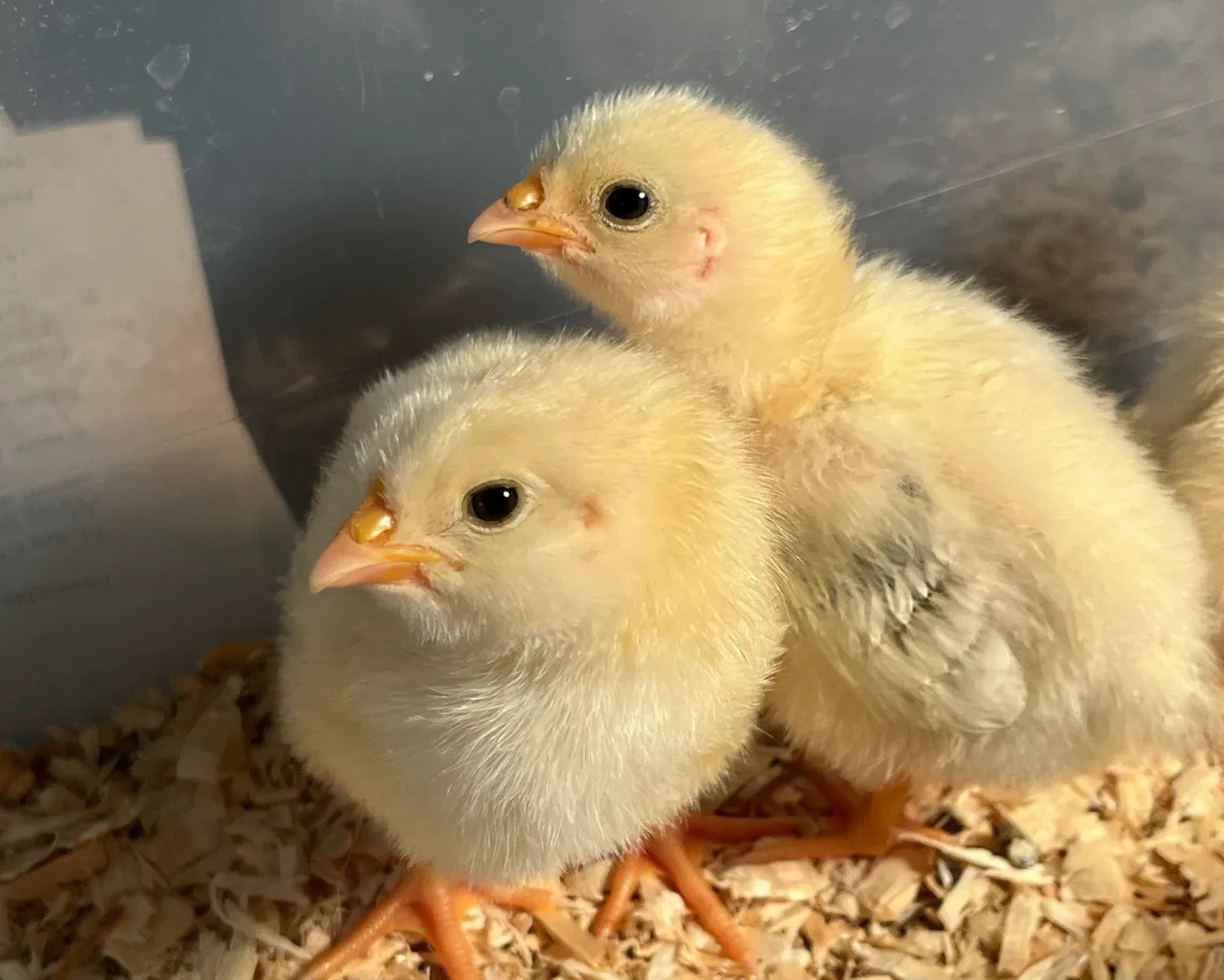 Close-up of two fluffy yellow chicks side by side in the brooder